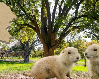 Los 3 animales nativos más adorables que puedes encontrar en Coahuila