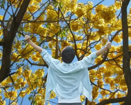 Guayacán, el árbol nativo de BCS que vive más de 200 años y sigue sin protección
