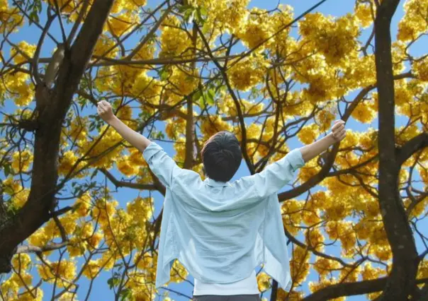 Guayacán, el árbol nativo de BCS que vive más de 200 años y sigue sin protección
