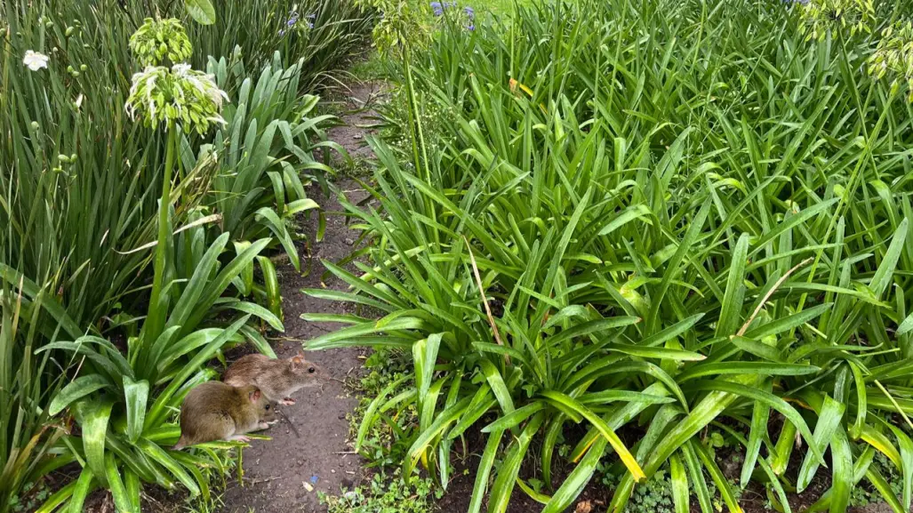 ¿Ratas en parques de Toluca? Esto hará el ayuntamiento para frenar el problema