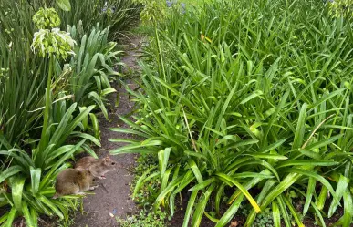 ¿Ratas en parques de Toluca? Esto hará el ayuntamiento para frenar el problema