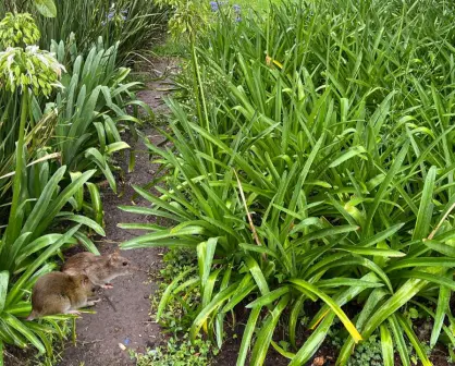 ¿Ratas en parques de Toluca? Esto hará el ayuntamiento para frenar el problema