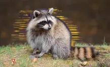Reportan presencia de mapache en un taller mecánico de Monterrey