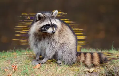 Reportan presencia de mapache en un taller mecánico de Monterrey