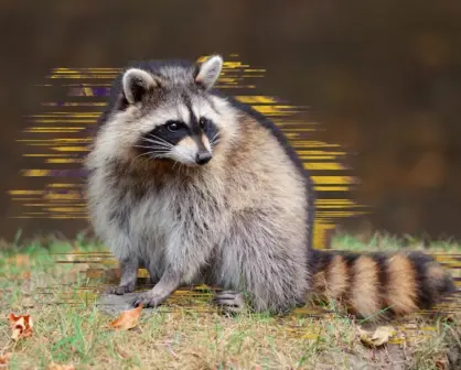 Reportan presencia de mapache en un taller mecánico de Monterrey