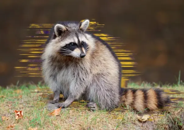 Reportan presencia de mapache en un taller mecánico de Monterrey