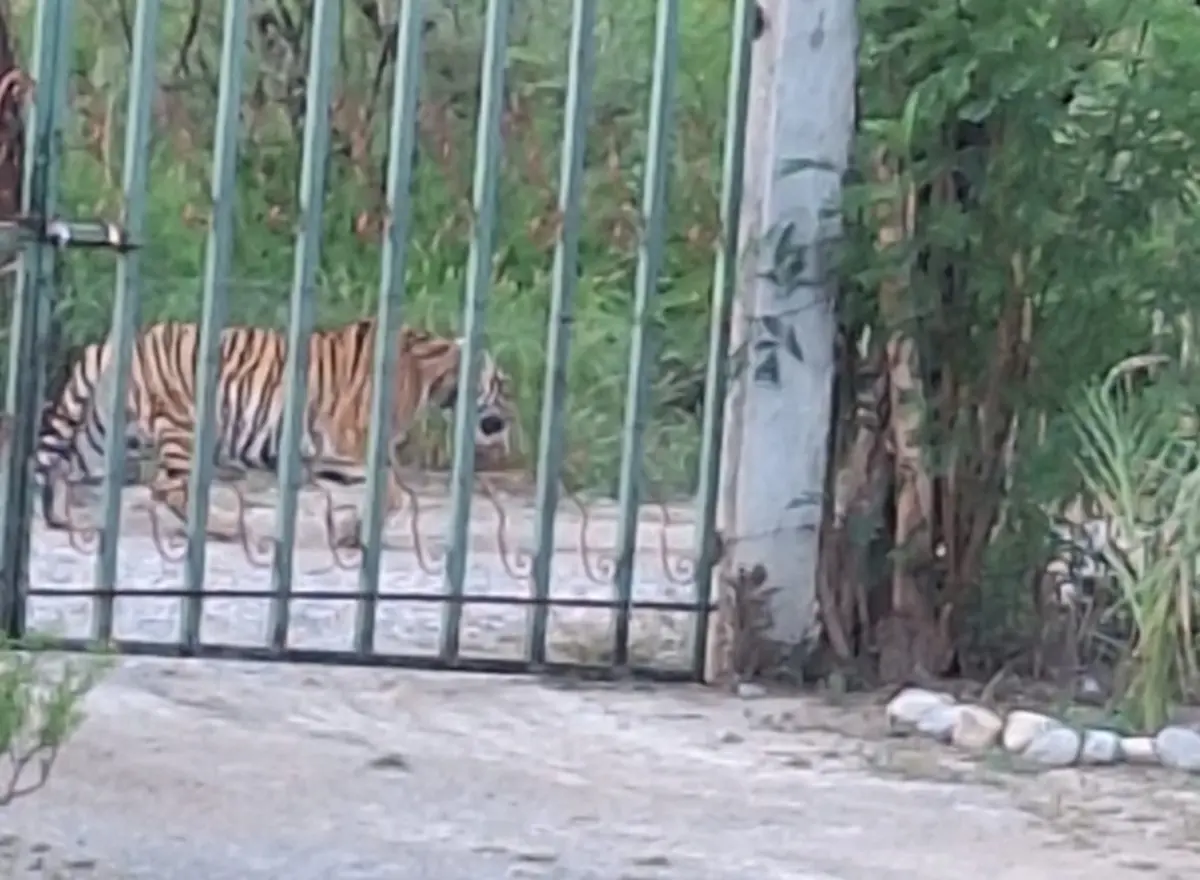 Elementos de Protección Civil acudieron al sitio tras recibir un reporte ciudadano que indicaba la presencia de un tigre adulto suelto. Foto: Protección Civil de Nuevo León.