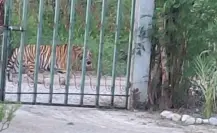 Avistan ahora a un tigre en Salinas Victoria, Nuevo León