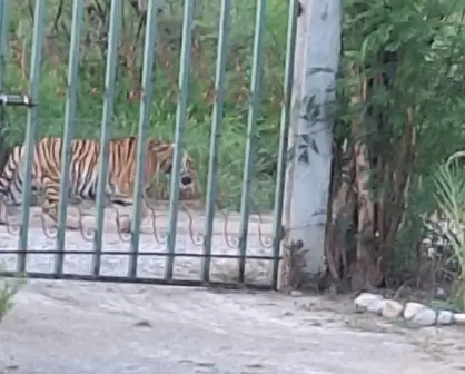 Avistan ahora a un tigre en Salinas Victoria, Nuevo León