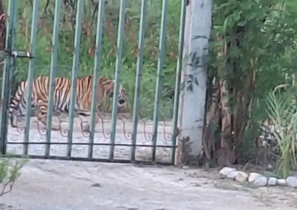 Avistan ahora a un tigre en Salinas Victoria, Nuevo León