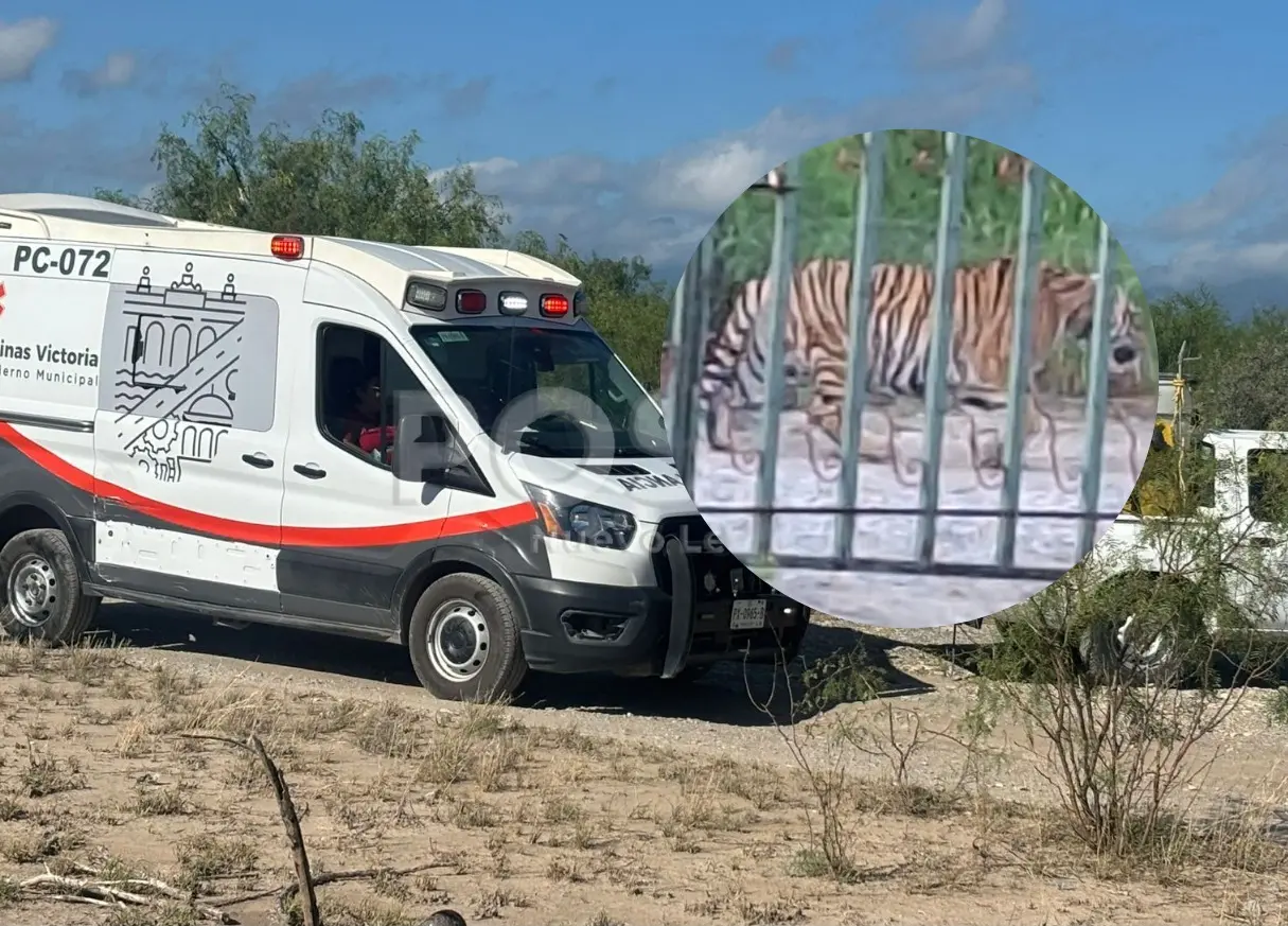 Tras ser ubicado en un ejido, las autoridades realizan labores para su captura y rescate. Foto: Protección Civil de Nuevo León.