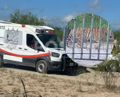 Ubican al tigre que fue visto en Salinas Victoria, Nuevo León