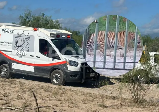 Ubican al tigre que fue visto en Salinas Victoria, Nuevo León