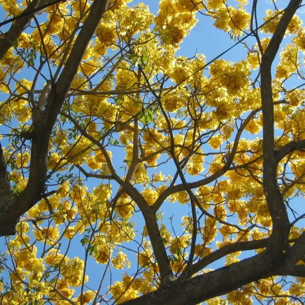 Foto: Viveroyatupec.com