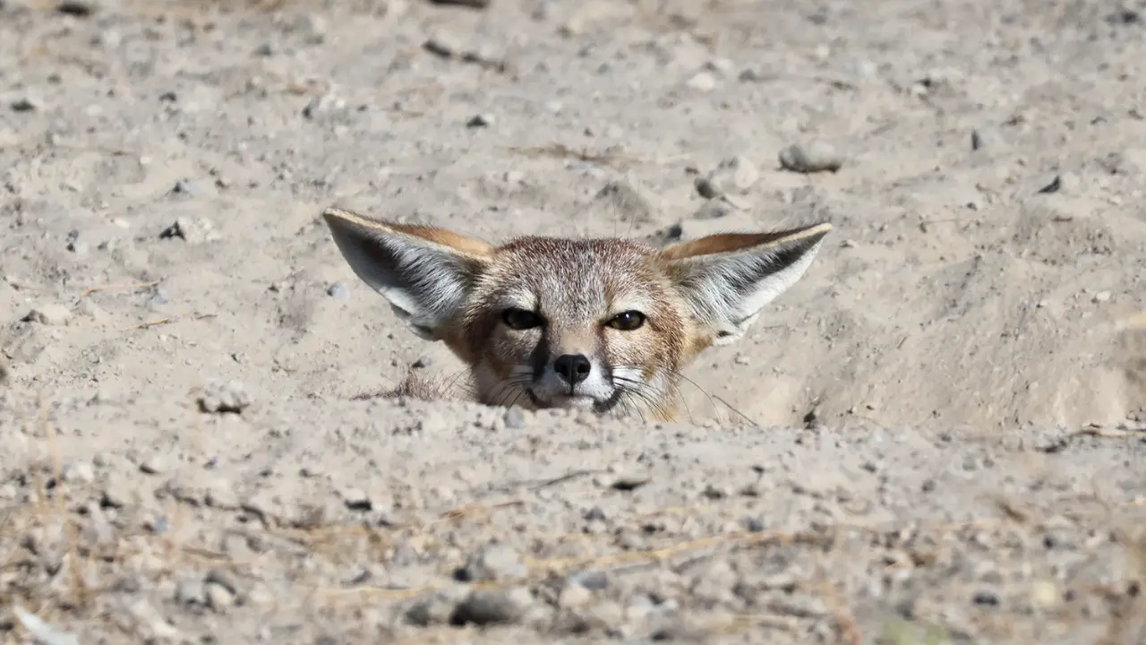 En el semidesierto de Durango habita un peculiar animal de grandes orejas. Foto: Will Richardson/Inaturalist.
