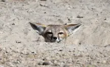 El animal nativo de Durango que parece la tierna combinación de un perro y un gato