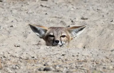 El animal nativo de Durango que parece la tierna combinación de un perro y un gato