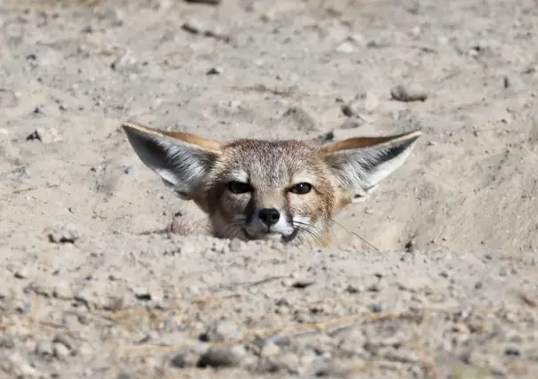 El animal nativo de Durango que parece la tierna combinación de un perro y un gato
