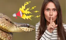 Este es el animal nativo que hace un sonido como advertencia antes de morder