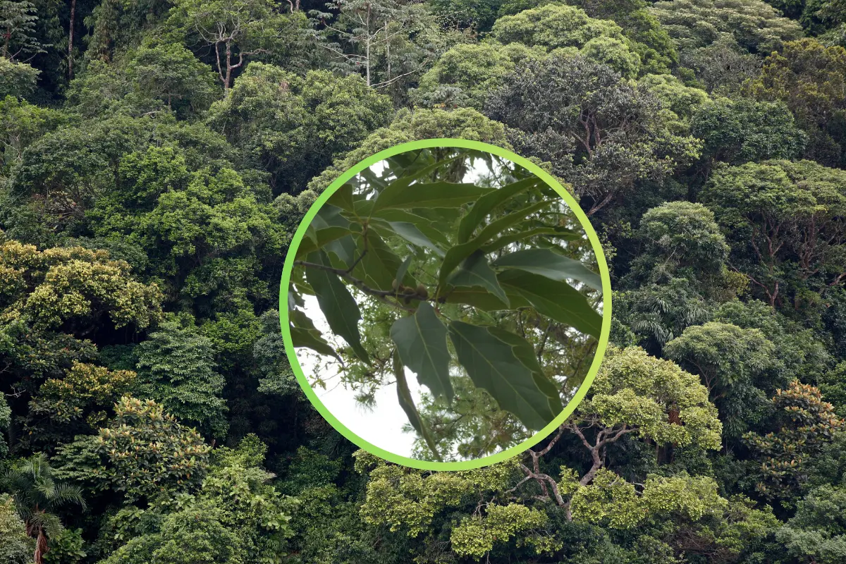 Este árbol de Durango tiene una caracteristica especial que lo hacer ser optimo para curir pieles. Foto: Especial.