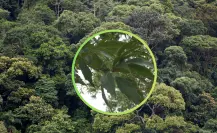 El árbol nativo de Durango cuya corteza se usa desde hace siglos para curtir pieles