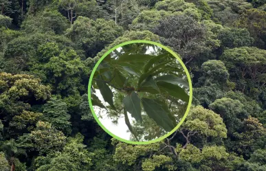 El árbol nativo de Durango cuya corteza se usa desde hace siglos para curtir pieles
