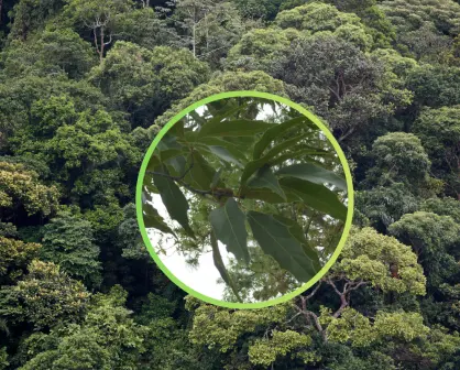 El árbol nativo de Durango cuya corteza se usa desde hace siglos para curtir pieles