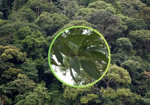 El árbol nativo de Durango cuya corteza se usa desde hace siglos para curtir pieles