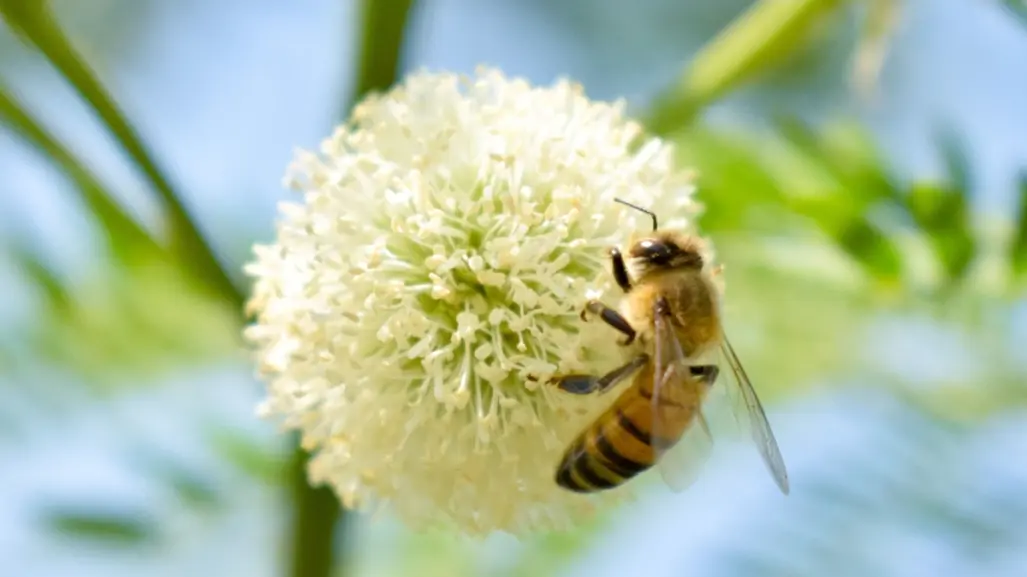 Ataque de abejas en Puebla deja 20 lesionados; un niño fue hospitalizado