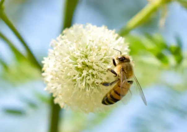 Ataque de abejas en Puebla deja 20 lesionados; un niño fue hospitalizado
