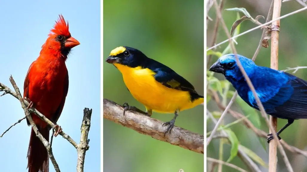 Varias especies de aves que existen en Yucatán, en riesgo de desaparecer