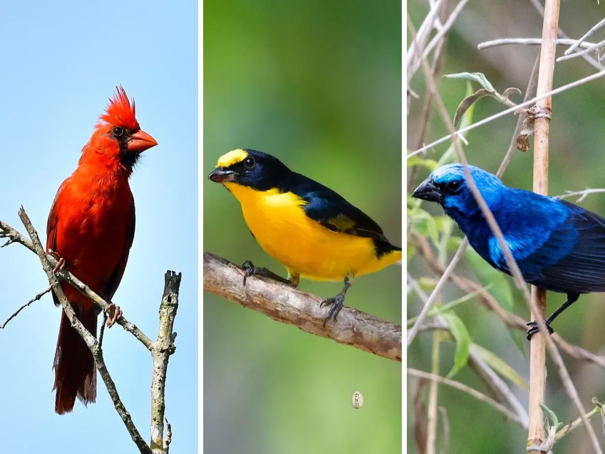 Debido a la venta indiscriminada de varias especies de aves que existen en Yucatán, grupos ambientalistas pidieron que se aplique una veda temporal para evitar su extinción.- Fuente Daniel Herrera