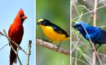 Varias especies de aves que existen en Yucatán, en riesgo de desaparecer