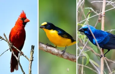 Varias especies de aves que existen en Yucatán, en riesgo de desaparecer