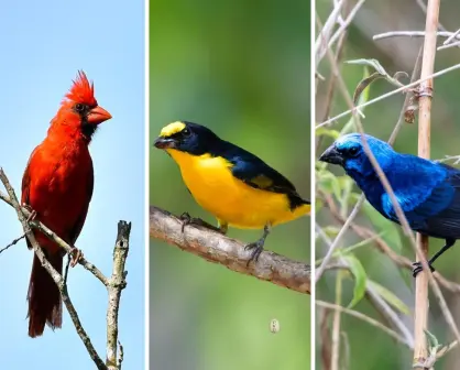 Varias especies de aves que existen en Yucatán, en riesgo de desaparecer