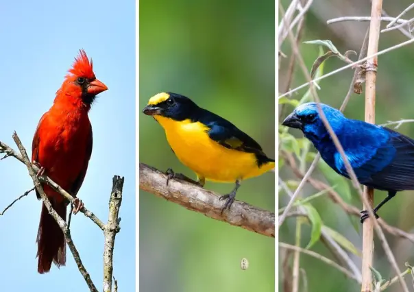 Varias especies de aves que existen en Yucatán, en riesgo de desaparecer