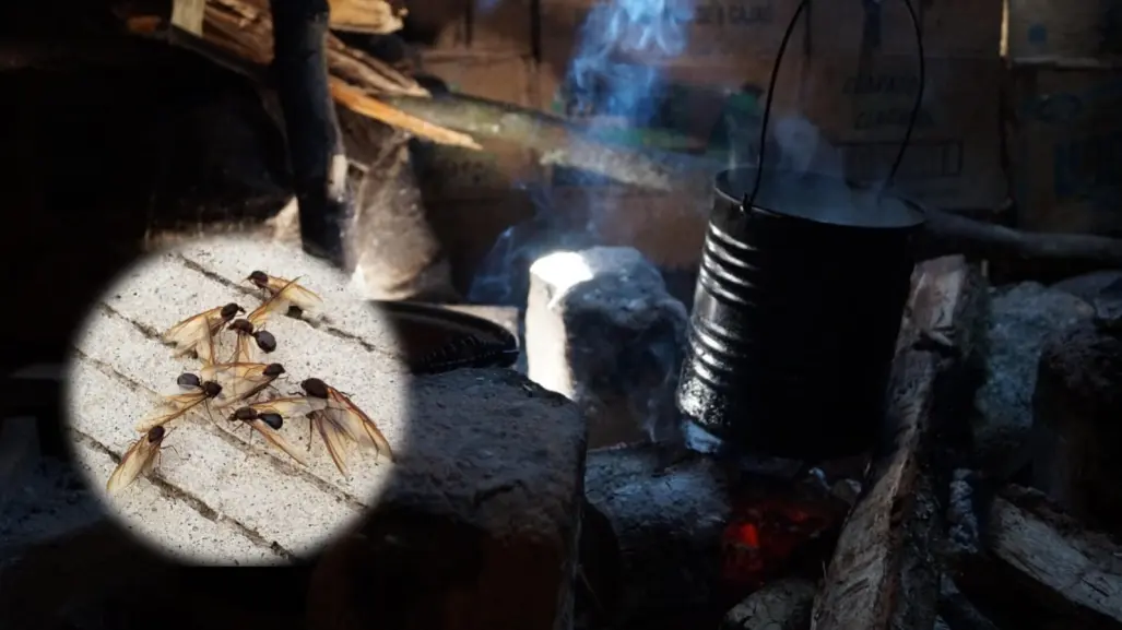 Esta es la forma de deshidratar la chicatana, insecto que aparece una vez al año en Durango