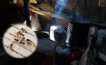 Esta es la forma de deshidratar la chicatana, insecto que aparece una vez al año en Durango