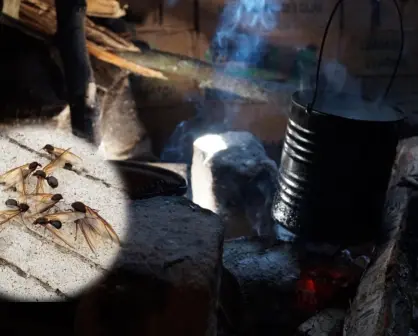 Esta es la forma de deshidratar la chicatana, insecto que aparece una vez al año en Durango