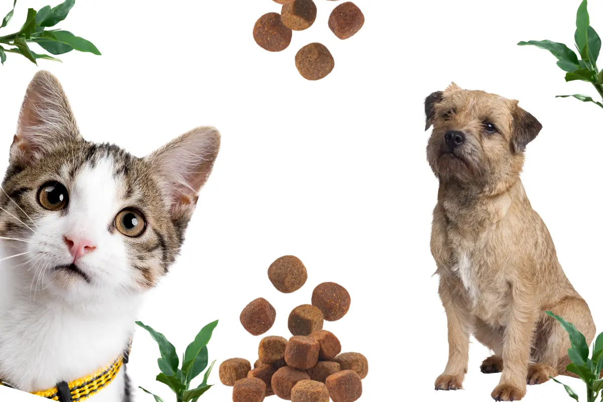 De acuerdo con los organizadores, se aceptarán donativos de croquetas para perro o gato, siempre y cuando estén nuevas, cerradas y en buen estado. /Foto: Canva