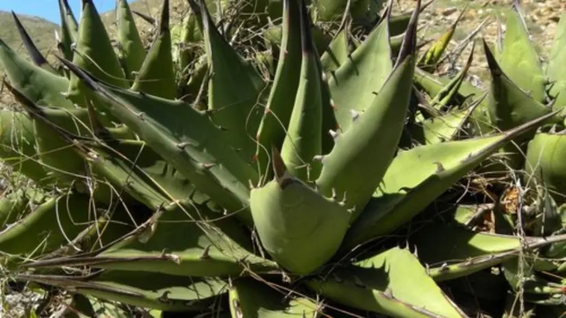 El agave margaritae solo crece en las islas Magdalena y Santa Margarita. Foto: INaturalist