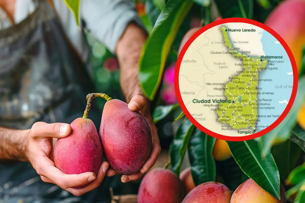 Tamaulipas se ha consolidado como uno de los mejores productores de mango en México gracias a sus suelos y clima cálidoFREEPIK