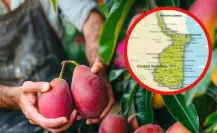 Estos son los diferentes mangos que se cultivan en Tamaulipas