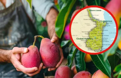 Estos son los diferentes mangos que se cultivan en Tamaulipas