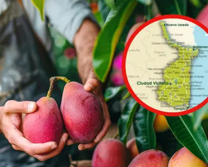 Estos son los diferentes mangos que se cultivan en Tamaulipas