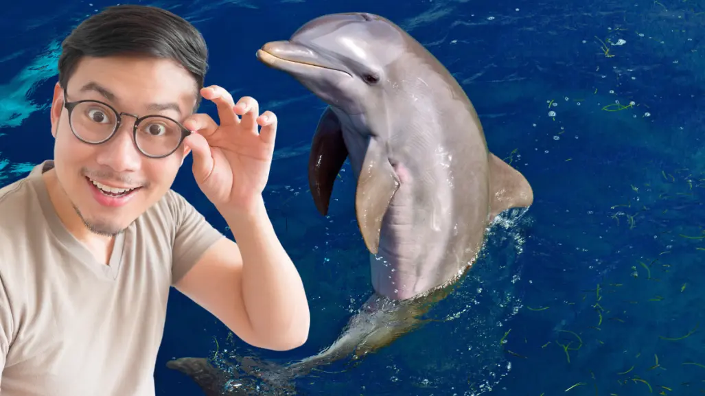 Los 3 destinos de la península de Yucatán para ver delfines en su hábitat natural
