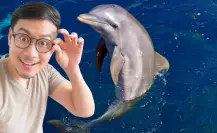 Los 3 destinos de la península de Yucatán para ver delfines en su hábitat natural