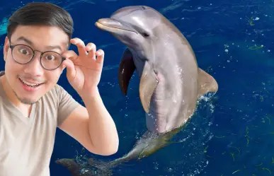Los 3 destinos de la península de Yucatán para ver delfines en su hábitat natural