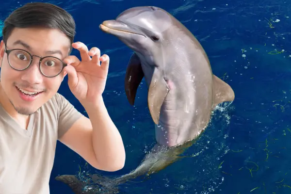Los 3 destinos de la península de Yucatán para ver delfines en su hábitat natural