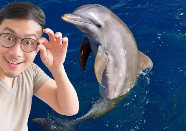 Los 3 destinos de la península de Yucatán para ver delfines en su hábitat natural